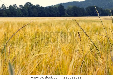 The Filed Of Oat On The Countryside Near Domazlice. It Is Situated In Czech Republic In Europe. Ther