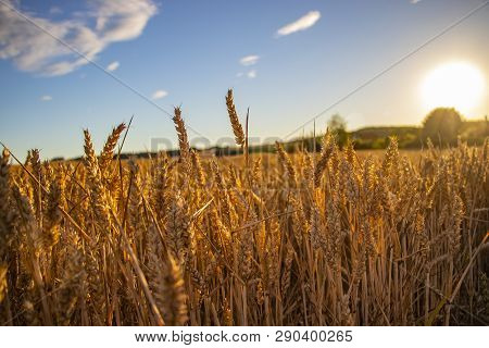 The Filed Of Oat On The Countryside Near Domazlice. It Is Situated In Czech Republic In Europe. Ther