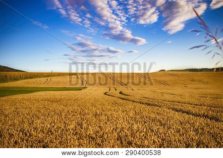 The Filed Of Oat On The Countryside Near Domazlice. It Is Situated In Czech Republic In Europe. Ther