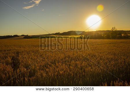 The Filed Of Oat On The Countryside Near Domazlice. It Is Situated In Czech Republic In Europe. Ther