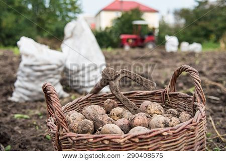 Wicker Basket Is Filled With Freshly Dug Potatoes. On Basket There Is Hoe - Retro Hand Tools For Pot