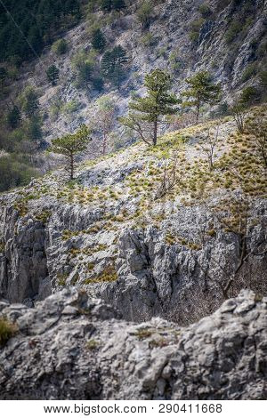 View To A Rock With Some Trees In National Park Rosandra In Italy, Europe