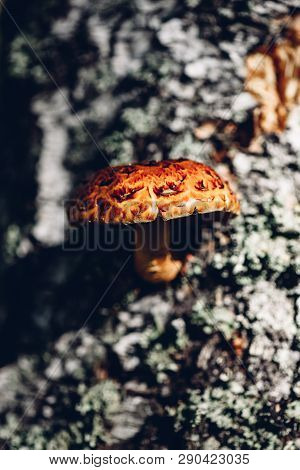 Pholiota Aurivella Mushroom On A Birch Tree In The Autumn Forest