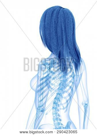 3d rendered medically accurate illustration of the skeletal upper body