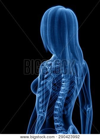 3d rendered medically accurate illustration of the skeletal 