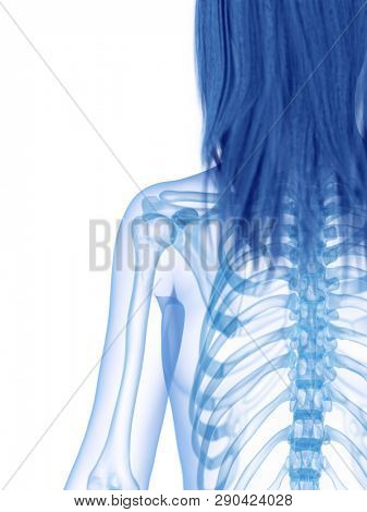 3d rendered medically accurate illustration of the skeletal shoulder