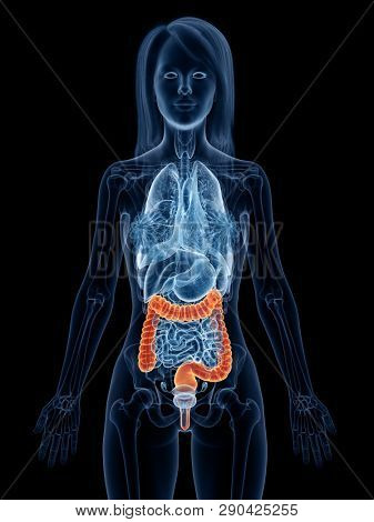 3d rendered medically accurate illustration of a womans large intestine