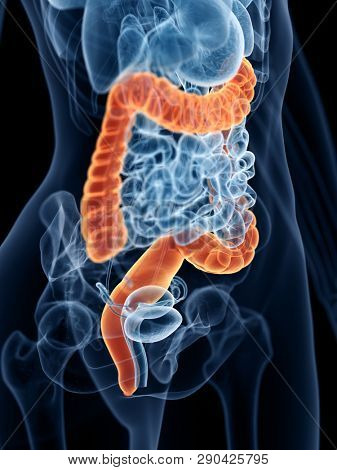 3d rendered medically accurate illustration of a womans large intestine