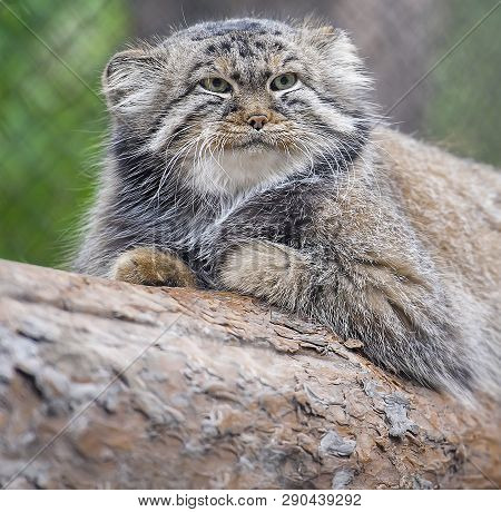 Pallas Cat (otocolobus Manul), Also Known As The Manul