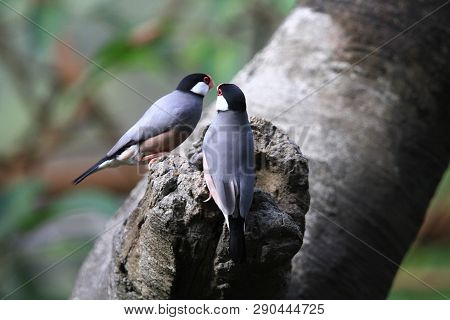 The Java Rice Sparrow. At Hk Park