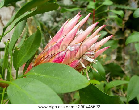 Beautyful Flower - Pastel Pink King Protea Plant (cynaroides) Blooming National Flower. On Green Bac