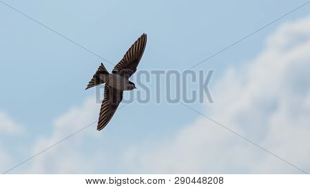 The Swift Flight Of Swallows In The Blue Cloudy Sky. Fast Birds In The Summer Sky.