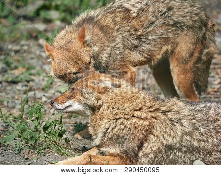 Two Jackals Resting On Rocky Ground On A Summer Day. Golden Jackal Canis Aureus