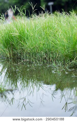 Beautiful Mirror Of Grass At Stagnant Water, Round Galingale, Cyperus Rotundus
