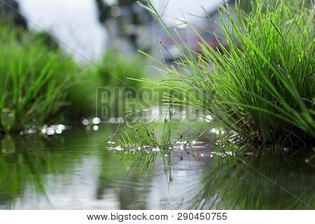 Beautiful Mirror Of Grass At Stagnant Water, Round Galingale, Cyperus Rotundus