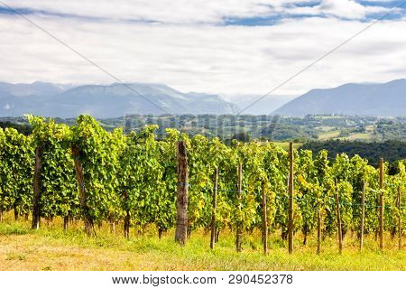 vineyard, Jurancon, France
