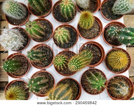 Set Of Types Of Room Cactuses In Pots. Various Small Cactuses On A Counter Of Shop. Cactuses In A Gr