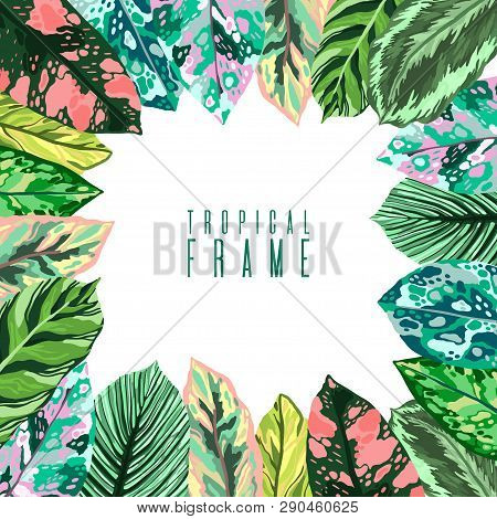 Frame Tropical Leaves Diffenbachia Collection. Vector Isolated Elements On The White Background. Lea