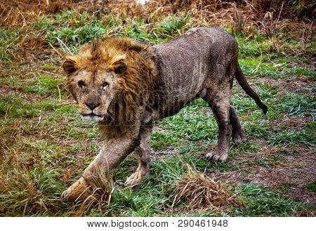 Ligr. A Hybrid Of A Lion And A Tiger. A Large Male Ligra. A Dangerous Predator.