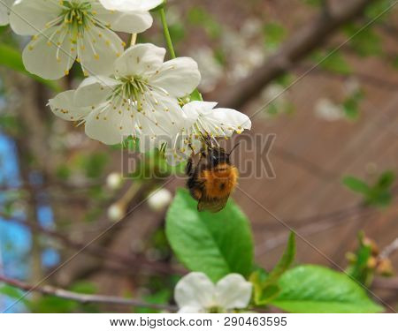 Honey Bee Harvesting Pollen From Cherry Blossom,bee Collecting Nectar From White Cherry Flower.