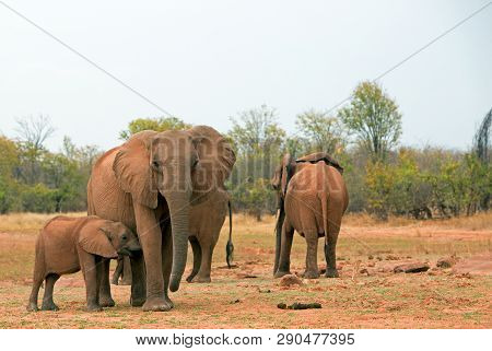 Small Herd Of African Elephants On The Lush Green Savannah In Matusadona National Park, Zimbabwe