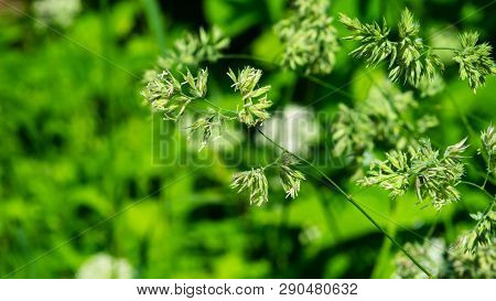 Flowers On Cocks-foot Or Cat Grass, Dactylis Glomerata, Closeup With Green Bokeh Background, Selecti