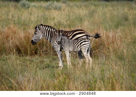 Burchells Zebra