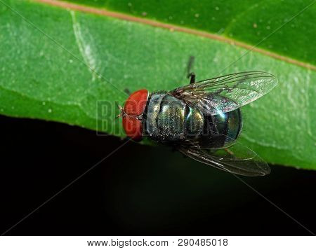 Macro Photography Of Blowfly On Green Leaf