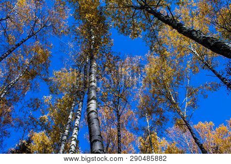 Autumn Contrast Of The Birch Trees And The Sky