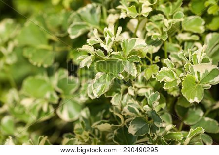 Variegated Polyscias Plant In The Garden On A Sunny Day