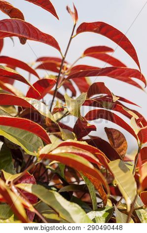 Chinese Croton Plant With Blue Sky Background