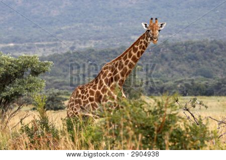 Giraffa