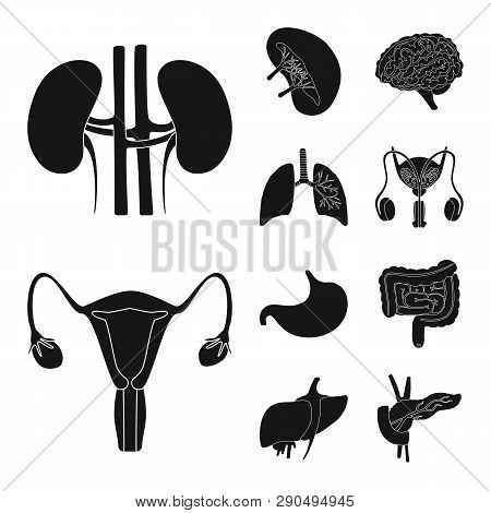 Vector Illustration Of Research And Laboratory Symbol. Set Of Research And Organ Vector Icon For Sto