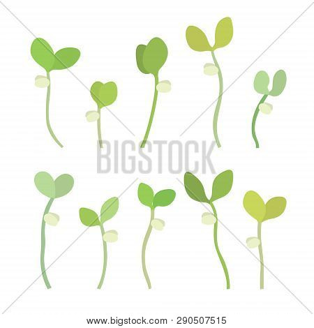 Young Fresh Single Green Sprouts Vector Illustration