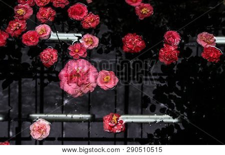 Cute Little Flower On Black Water In Greenhouse