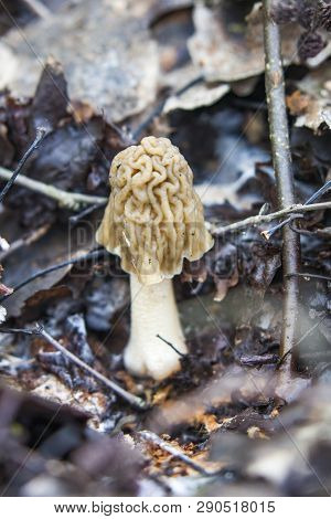 Morel Spring Mushroom Grows From Ground