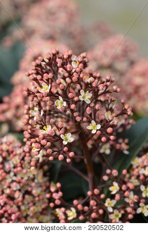 Japanese Skimmia - Latin Name - Skimmia Japonica