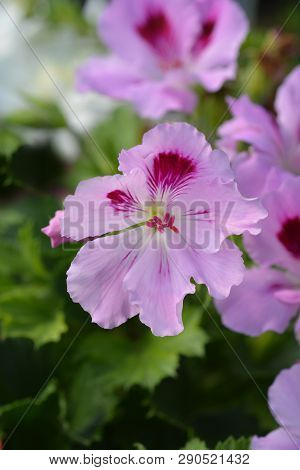 Regal Pelargonium Hybrid - Latin Name - Pelargonium X Domesticum (pelargonium Grandiflorum Hybrids)