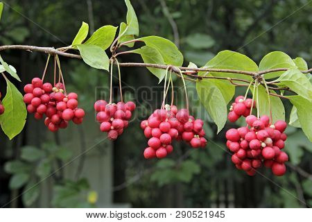 Red Schisandra Growing On Branch In Row. Ripe Schizandra On Liana In Garden