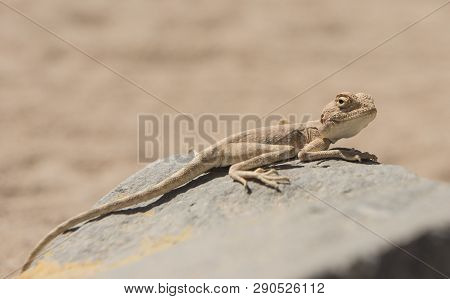 Closeup Detail Of Egyptian Desert Agama Lizard On A Rock In Harsh Arid Environment