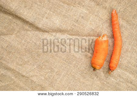 Two Non-standard Ugly Carrots: Thin Crooked And Small On Burlap .
