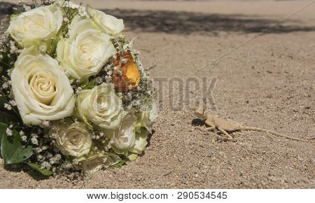 Closeup Of Egyptian Desert Agama Lizard In Harsh Arid Environment With Bouquet Of Wedding Flowers