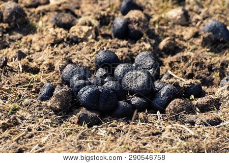 Closeup Of A Heap Of Donkey Manure On Dry Grass. Farming, Agriculture, Fertilization And Ecology Con