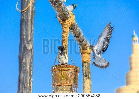 Pigeons Fly And Drink Around Old Well Fountain, Iconic Landmark In The Middle Of Souq Waqif In Doha 