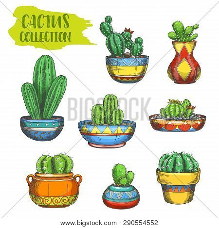 Set Of Isolated Cactus In Pot, Cactaceae In Plate