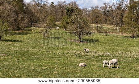 Sheep In A Field Near Silkeborg, Denmark