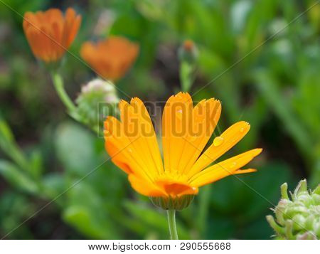 Preparations Made On The Basis Of Calendula Have A Calming Effect On The Central Nervous System, Red
