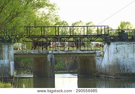 Cows Returning From Pasture Over Bridge Across River