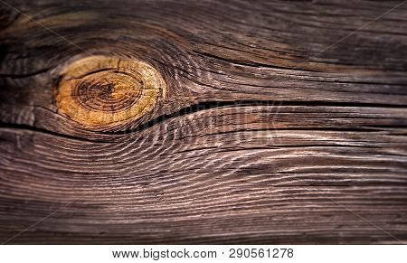Cracked Section Of An Old Tree With A Bough
