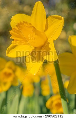 Gelbe Narzissen (narcisseae) Blühen Im März 14 - 19.3.2019